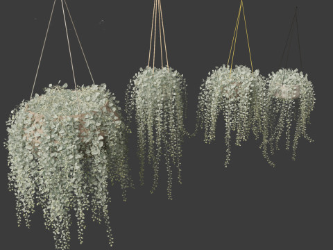 Dichondra argentea - silver ponysfoot 3D Model