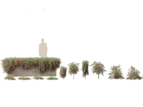 グレビレア ロイヤル マントル - プーリンダ ロイヤル マントル 3Dモデル