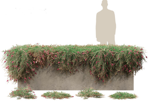 Grevillea Royal Mantle - Poorinda Royal Mantle Modello 3D