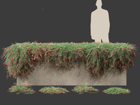 Grevillea Royal Mantle - Poorinda Royal Mantle Modello 3D