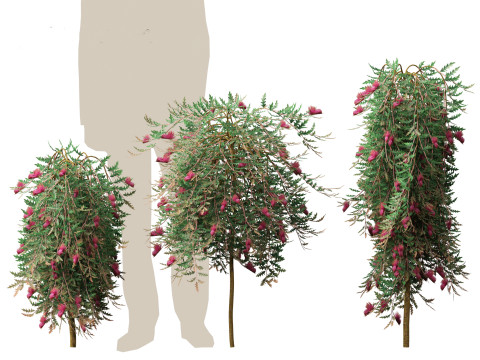 Grevillea Royal Mantle - Poorinda Royal Mantle Modello 3D