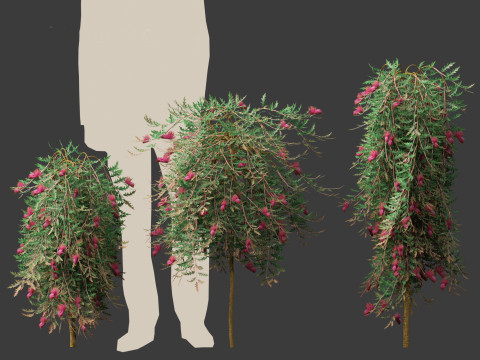 Grevillea Royal Mantle - Poorinda Royal Mantle Modello 3D