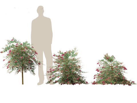 Grevillea Royal Mantle - Poorinda Royal Mantle Modello 3D