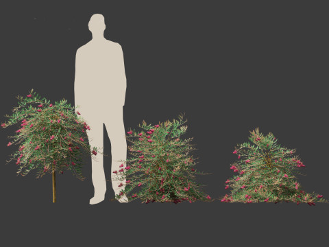 Grevillea Royal Mantle - Poorinda Royal Mantle Modello 3D