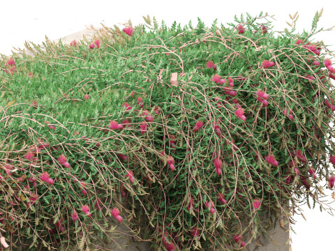 Grevillea Royal Mantle - Poorinda Royal Mantle Modello 3D