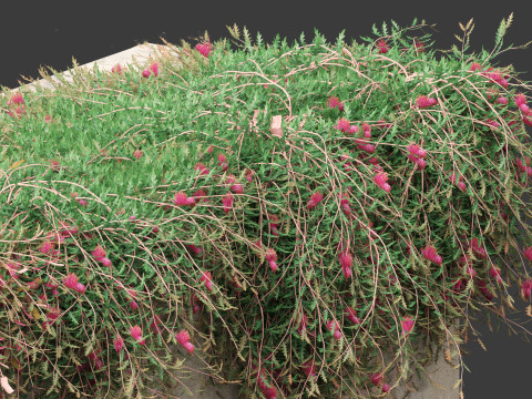 Grevillea Royal Mantle - Poorinda Royal Mantle Modello 3D