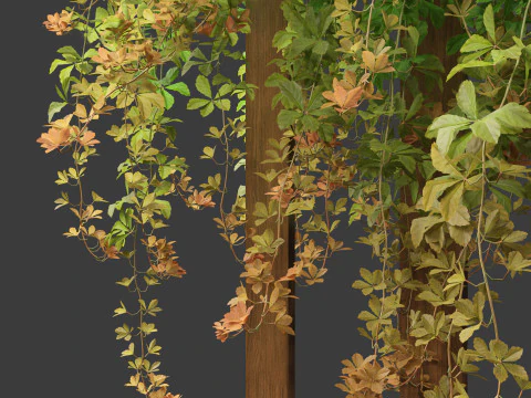 Parthenocissus Sikkimensis - Sikkim 3D Model