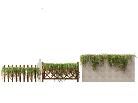 Parthenocissus Sikkimensis - Sikkim 3D Model