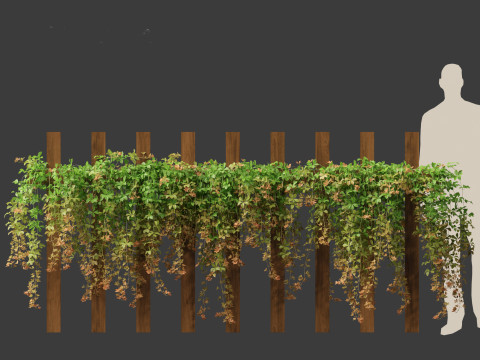 Parthenocissus Sikkimensis - Sikkim Model 3D