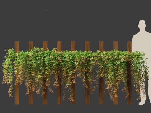 Parthenocissus Sikkimensis - Sikkim 3D Model