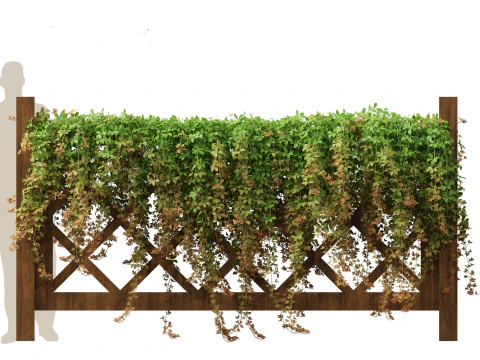 Parthenocissus Sikkimensis - Sikkim 3D Model
