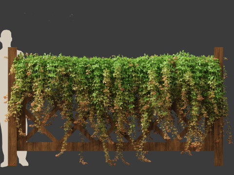 Parthenocissus Sikkimensis - Sikkim Model 3D