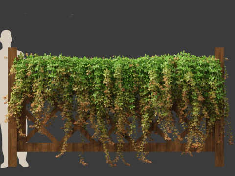 Parthenocissus Sikkimensis - Sikkim 3D Model
