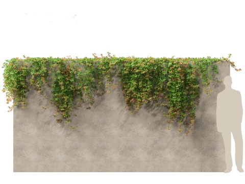 Parthenocissus Sikkimensis - Sikkim 3D Model