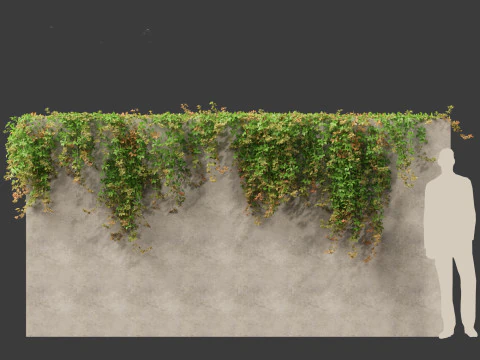 Parthenocissus Sikkimensis - Sikkim 3D Model
