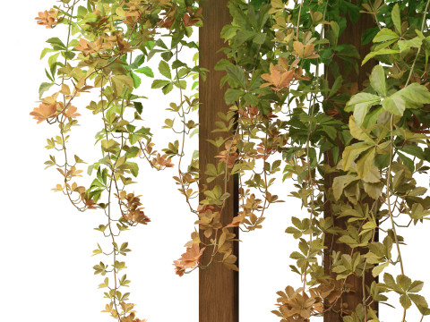 Parthenocissus Sikkimensis - Sikkim Model 3D