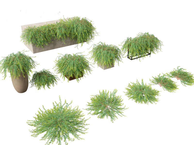Phyllanthus Cochinchinensis - Vietnam Leaf-Flower 3D मॉडल .c4d .max .obj .3ds .fbx .stl .blend 