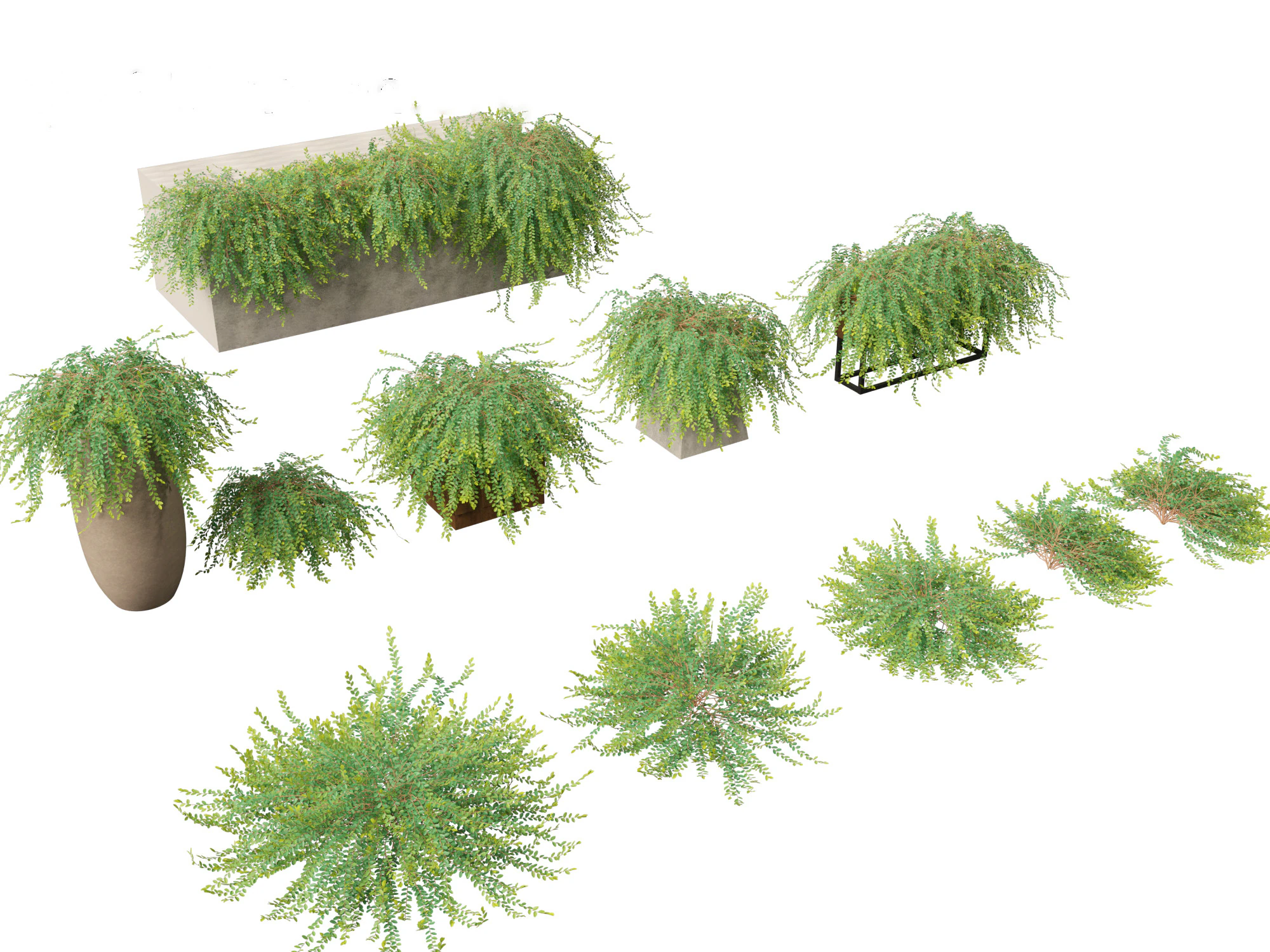Phyllanthus Cochinchinensis - Vietnam Leaf-Flower 3D Model .c4d .max .obj .3ds .fbx .stl .blend 