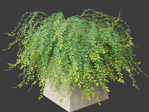 Phyllanthus Cochinchinensis - Vietnam Leaf-Flower 3D Model