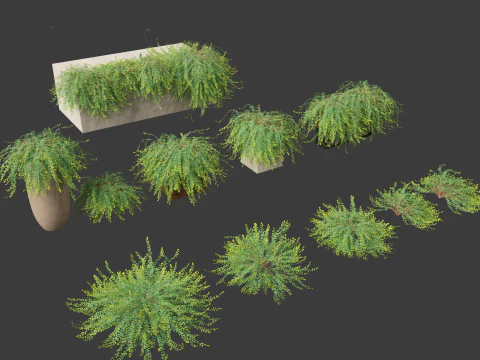 Phyllanthus Cochinchinensis - Vietnam Leaf-Flower 3D Model