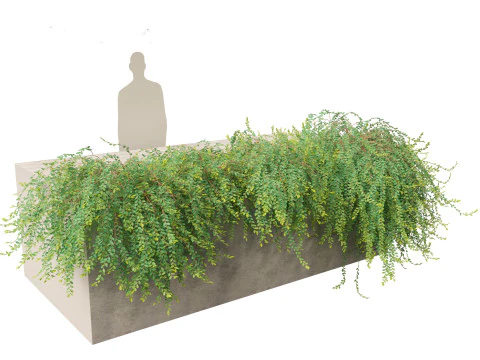 Phyllanthus Cochinchinensis - Vietnam Leaf-Flower 3D Model