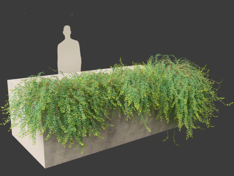 Phyllanthus Cochinchinensis - Vietnam Leaf-Flower 3D Model