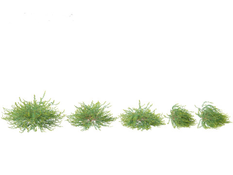 Phyllanthus Cochinchinensis - Vietnam Leaf-Flower 3D मॉडल