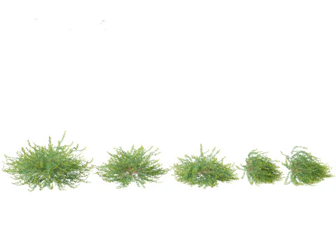 Phyllanthus Cochinchinensis - Vietnam Leaf-Flower 3D Model