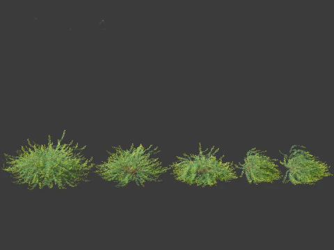 Phyllanthus Cochinchinensis - Vietnam Leaf-Flower 3D Model