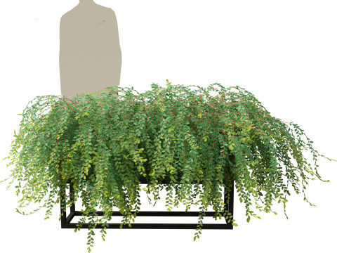 Phyllanthus Cochinchinensis - Vietnam Leaf-Flower 3D मॉडल