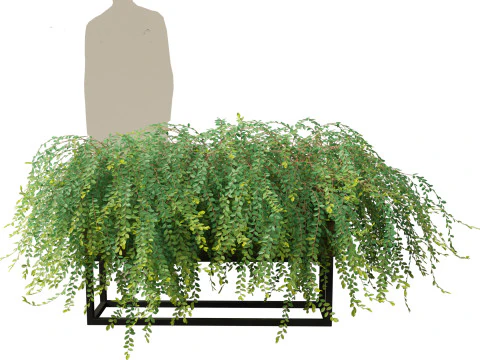 Phyllanthus Cochinchinensis - Vietnam Leaf-Flower 3D Model