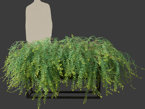 Phyllanthus Cochinchinensis - Vietnam Leaf-Flower 3D मॉडल
