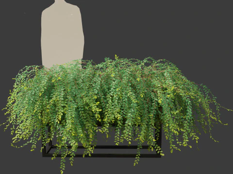 Phyllanthus Cochinchinensis - Vietnam Leaf-Flower 3D Model