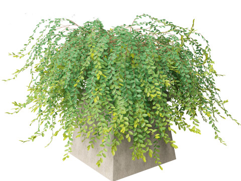 Phyllanthus Cochinchinensis - Vietnam Leaf-Flower 3D मॉडल