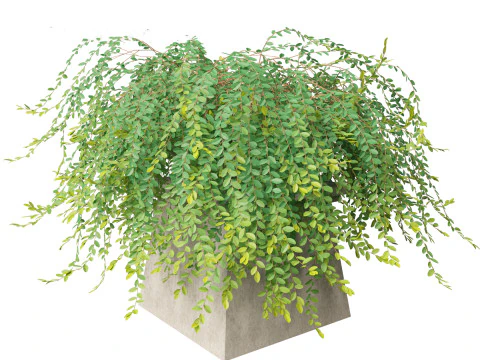Phyllanthus Cochinchinensis - Vietnam Leaf-Flower 3D Model