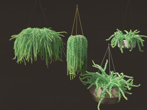 Sedum Morganianum - Burros Tail Modello 3D