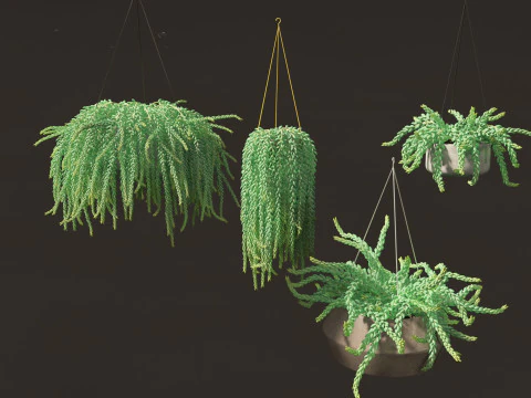 Sedum Morganianum - Burros Tail 3D Model