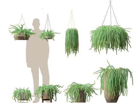 Sedum Morganianum - Хвост ослика 3D Модель