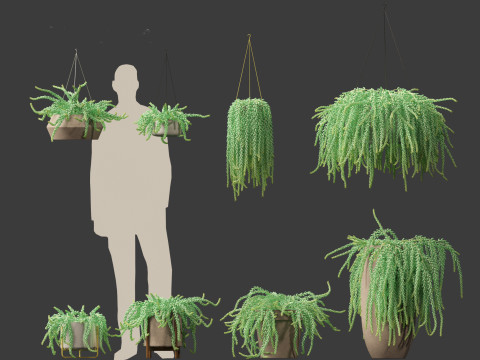 Sedum Morganianum - Burros Tail Modello 3D