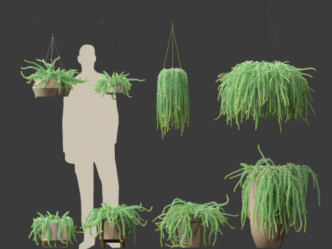 Sedum Morganianum - Burros Tail 3D Model