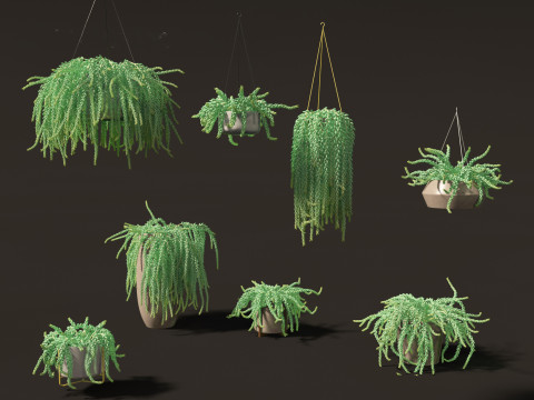 Sedum Morganianum - Burros Tail Modello 3D