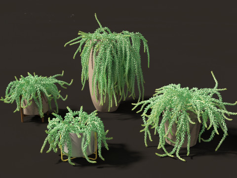 Sedum Morganianum - Burros Tail Modello 3D