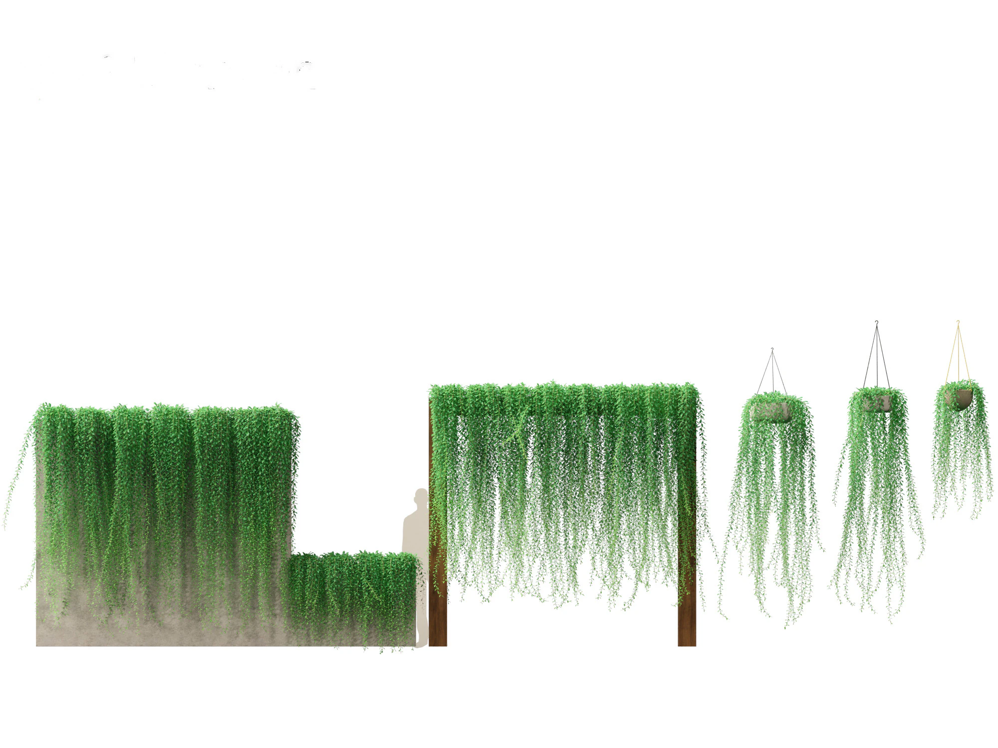 Tarlmounia elliptica - Curtain Creeper 3D Model .c4d .max .obj .3ds .fbx .stl .blend