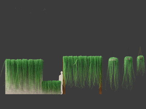 Tarlmounia elliptica - Curtain Creeper 3D Model