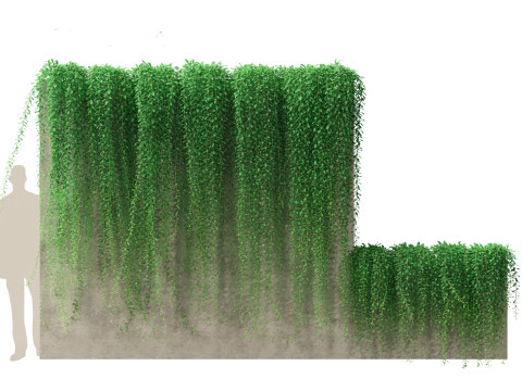 Tarlmounia elliptica - Curtain Creeper 3D Model