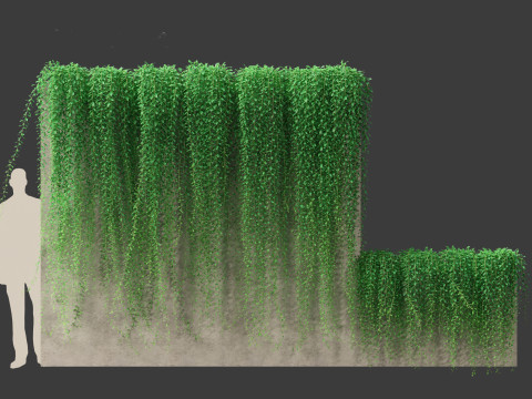 Tarlmounia elliptica - Curtain Creeper 3D Model