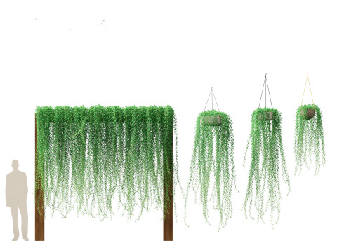 Tarlmounia elliptica - Curtain Creeper 3D Model