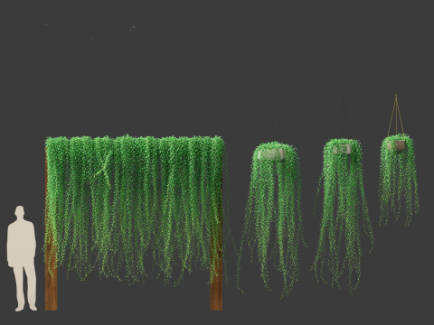 Tarlmounia elliptica - Curtain Creeper 3D Model