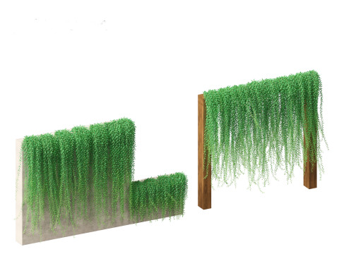 Tarlmounia elliptica - Curtain Creeper 3D Model