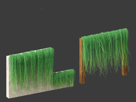 Tarlmounia elliptica - Curtain Creeper 3D Model